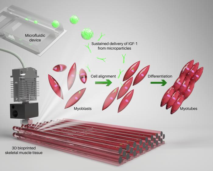 Bioink for 3D Bioprinted Skeletal Muscle Constructs