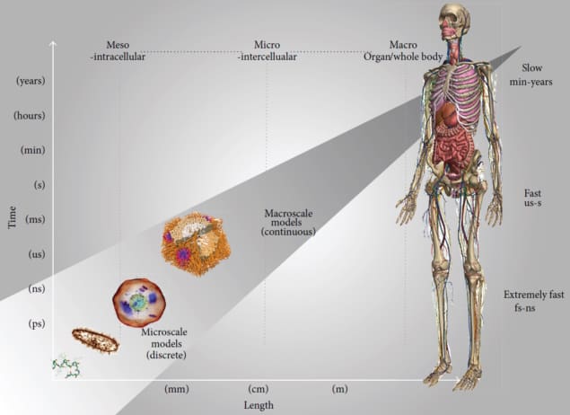 Multischaalmodellering van het menselijk lichaam