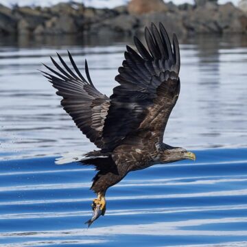 Sea eagle to be shot at Stockholm Arlanda airport