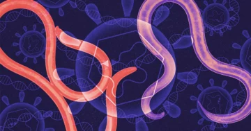 Samolubne, wirusopodobne DNA może przenosić geny między gatunkami | Magazyn Quanta