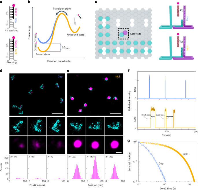 패턴화된 DNA 나노구조를 이용한 DNA 염기 쌓기 에너지의 단일 분자 분석 - Nature Nanotechnology
