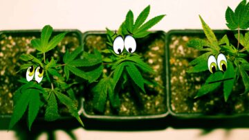 Undersøgelse: 58 % af kultivatorerne føler sig "dårlige" eller "forfærdelige" om den nuværende tilstand af cannabis