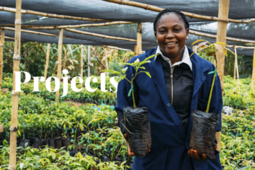 Ultimate guide to Africa’s 47 afforestation and reforestation projects