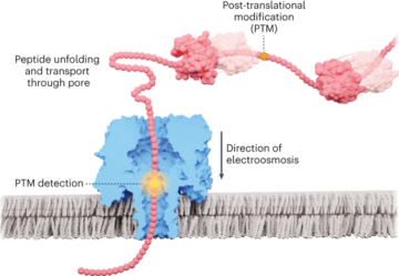 नैनोपोर प्रोटीन अनुक्रमण का मार्ग खोलना - नेचर नैनोटेक्नोलॉजी