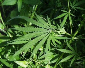 Wyborcy wschodniego pasma Indian Cherokee z Karoliny Północnej podejmą decyzję w sprawie legalizacji marihuany 7 września - Połączenie z programem medycznej marihuany