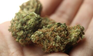 Vad är fenotyper och sorter av cannabisstammar?