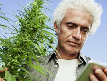marijuana pre-harvest tips