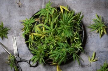 7 skäl till varför egenodlad cannabis är det bästa gräset du någonsin kommer att röka i ditt liv