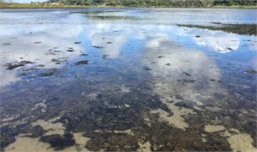 Il comune di Bay of Plenty e iwi collaborano per ripristinare le zone umide degradate