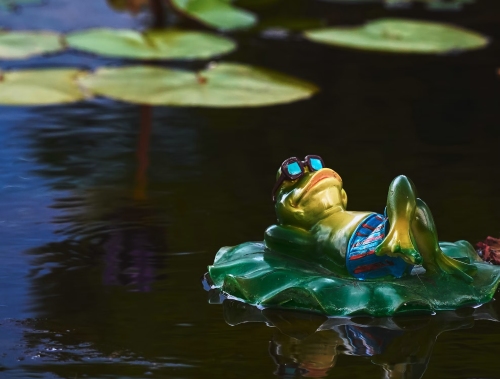 Unsplash KS KYUNG Frog meme - Birth of the First AI-Generated Memecoin, AstroPepeX (APX)