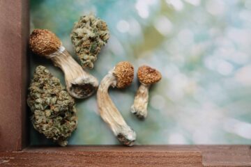 Il governatore della California Gavin Newsom esaminerà 17 fatture su cannabis e sostanze psichedeliche