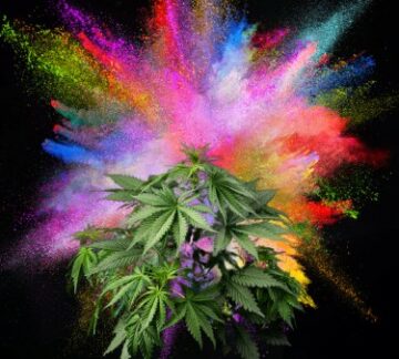 Gras mit Schokoladen-, Lavendel- oder Zimtgeschmack? - Was ist aromatisiertes Cannabis und wird es ein großer Erfolg sein?
