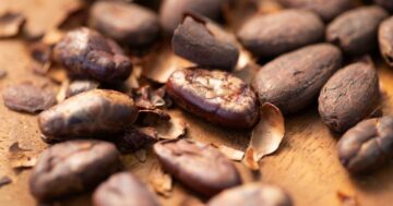 Kakao kabuğu gübresi: Nestle ve Cargill'in yenileyici tarım ekibi | GreenBiz