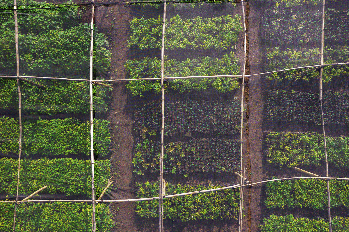 Cracking the code of carbon pricing_Drone view of the tree nursery in Kenya_visual 4