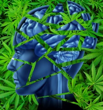 Doodt het roken van cannabis je hersencellen, ja of nee? Wetenschap spreekt!