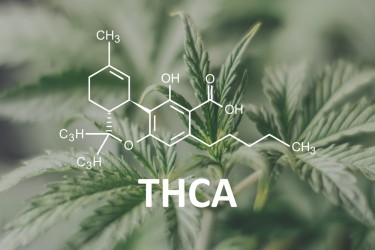Everything You Need to Know About THCA