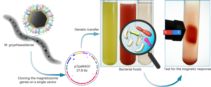 Badanie zakresu żywicieli do transferu genetycznego biosyntezy organelli magnetycznych - Nanotechnologia Natury