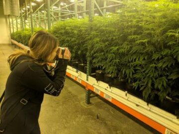 Farm-to-Table-Cannabis kommt nach Victoria