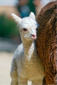 Gyors út a Baby Llama BringUp-hoz az élen – Semiwiki