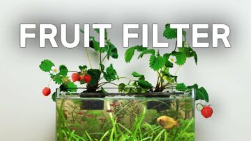 Filtruj swoje akwarium roślinami truskawek