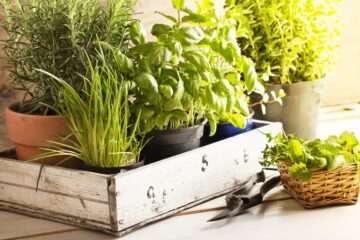Hage til bord: 9 eksperttips for oppbevaring av ferske urter og grønnsaker på kjøkkenet ditt