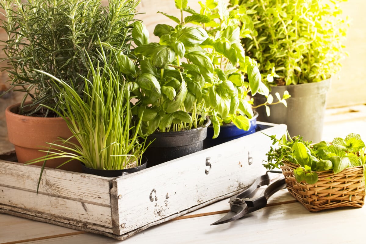 Del jardín a la mesa: 9 consejos de expertos para almacenar hierbas y verduras frescas en su cocina