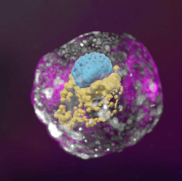 Mänskliga embryomodeller odlade från stamceller