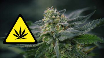 Illinois County Forces Dispensaries to Display Warning Labels About ‘Mental Health Dangers’ and ‘Suicidal Ideation’