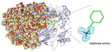 Billeddannelse af de mindste atomer giver indsigt i et enzyms usædvanlige biokemi