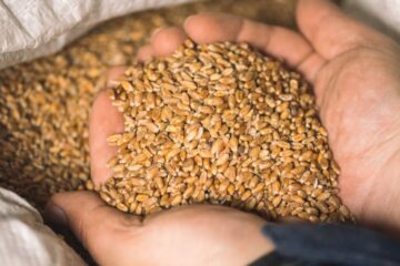 Kenya og Ukraine planlægger "Grain Hub" for at bekæmpe afrikansk fødevareusikkerhed