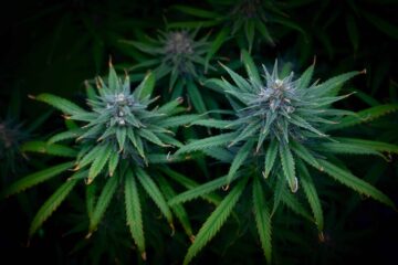 Resultados da auditoria da Comissão de Controle de Cannabis de Massachusetts publicados