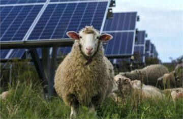 Sončna energija na kmetiji bi lahko znatno povečala dobiček ovčerejcev