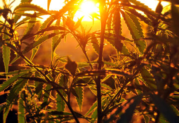 Oregon Cannabis PSA: Ein kleiner Hinweis auf die Steuer-Compliance-Anforderungen von Einzelhändlern