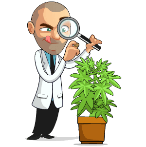 Bergman inspecting a cannabis seed