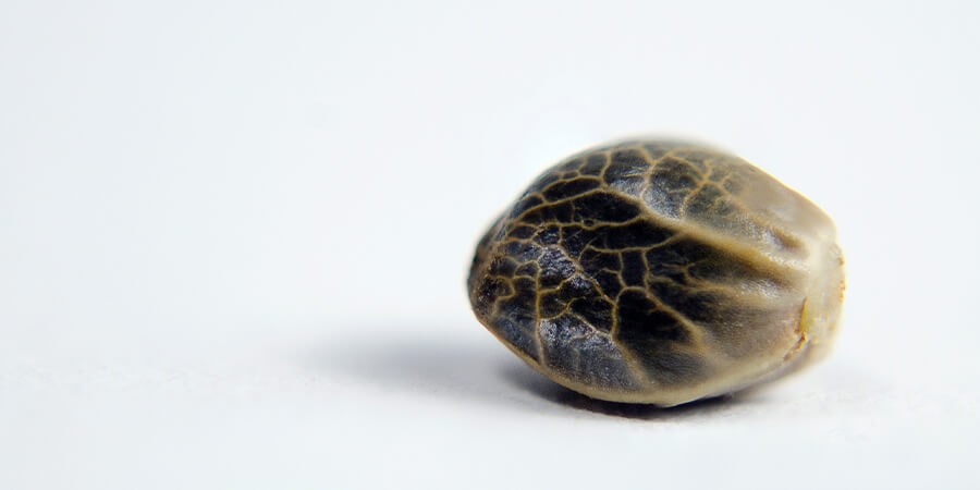 a dark cannabis seed
