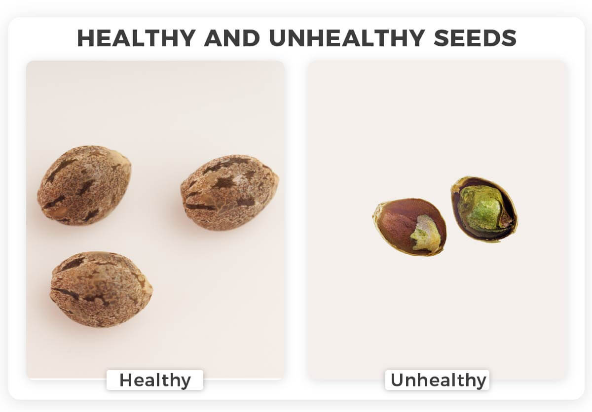 comparison between a healthy and unhealthy cannabis seed