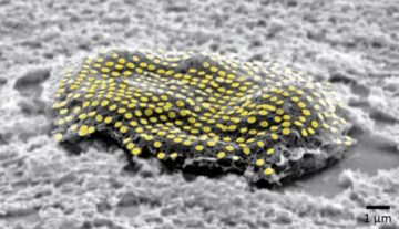 Naukowcy „tatuują” nanowzory złota na żywych komórkach – Świat Fizyki