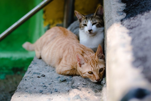 Unsplash Wayne Low Cats - SEC Charges 'Stoner Cats' For Selling $8M of Unregistered Crypto Securities