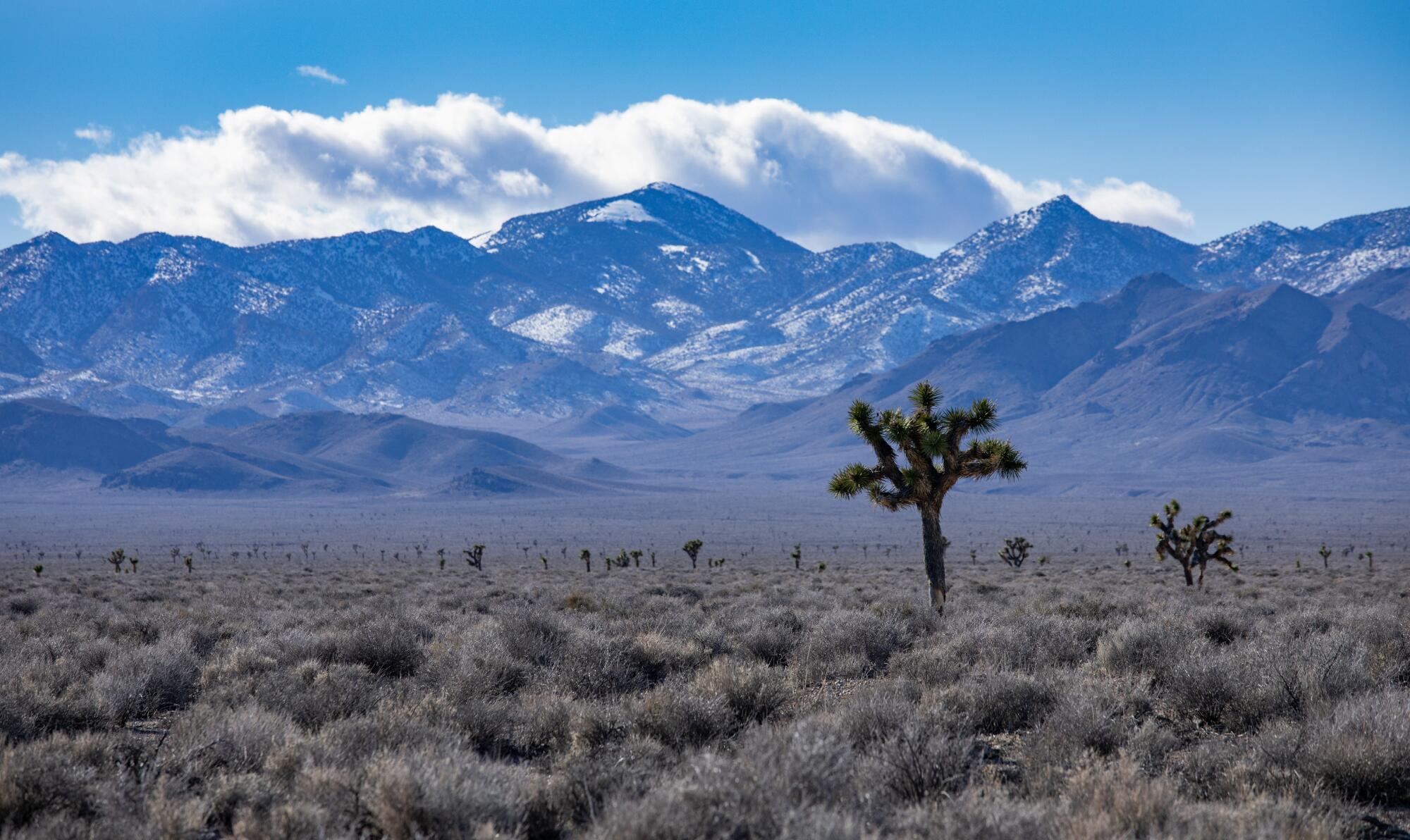 ภูเขาที่ปกคลุมไปด้วยหิมะในอุทยานแห่งชาติ Death Valley ตั้งตระหง่านเหนือต้น Joshua บนที่ราบ Sarcobatus