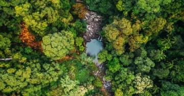 'Species Repulsion' muliggjør høyt biologisk mangfold i tropiske trær | Quanta Magazine
