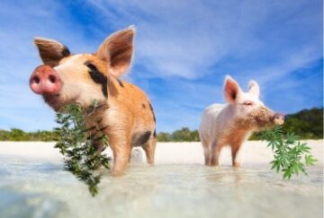 Schwimmende Schweine, weiße Sandstrände und legales Gras – Bahamas stellt Gesetzesentwurf zur Legalisierung von medizinischem Marihuana vor