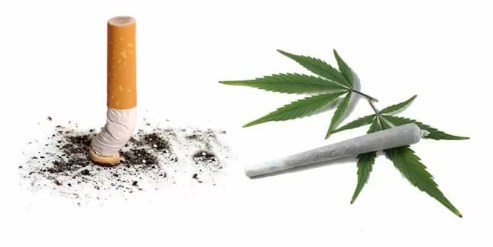 Cannabis Smoke vs. Tobacco Smoke 