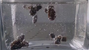 The Science Behind The Majesty Of Dancing Raisins