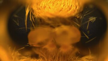 Viermii de mătase transgenic învârt mătasea de păianjen de 6 ori mai rezistentă decât kevlarul