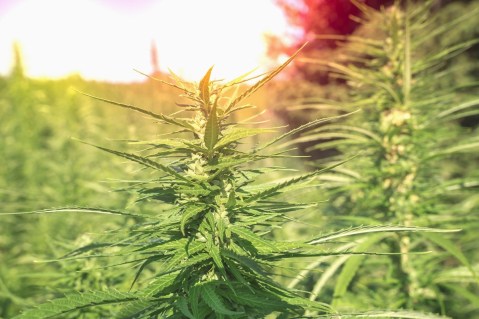 Wahl zur Cannabis-Legalisierung 2024