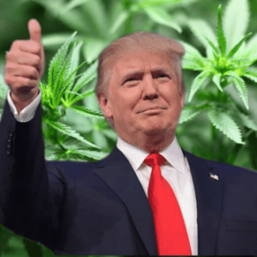 USAs legalisering av cannabis i valget i 2024