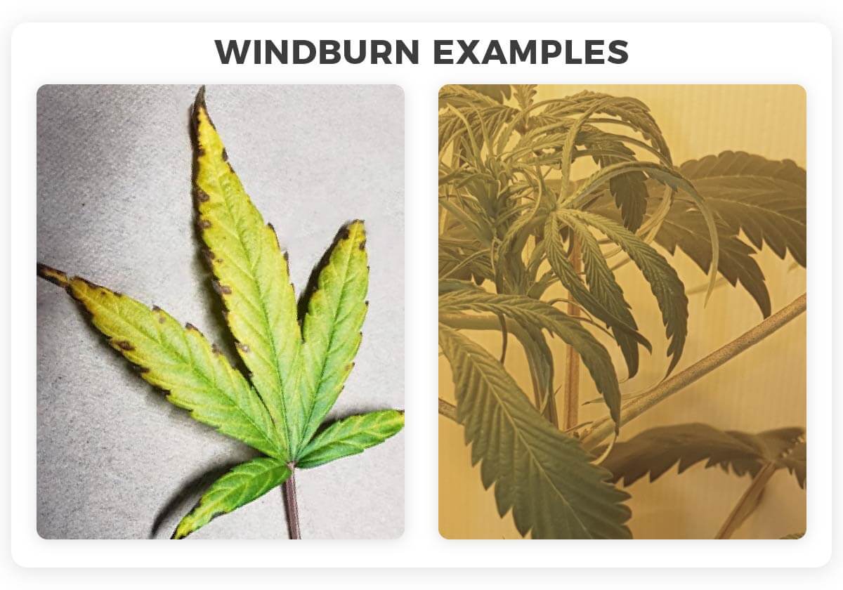 Examples of windburn 2