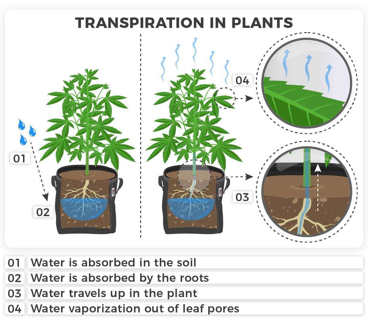 Depiction of plant transpiration process