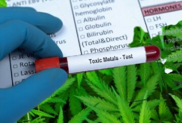 Hvorfor tester tungmetaller, såsom bly og cadmium, så højt indhold af cannabisbrugeres blod og urin?