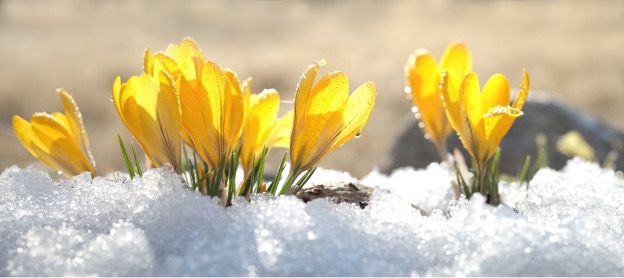 زهرة تزهر في الثلج